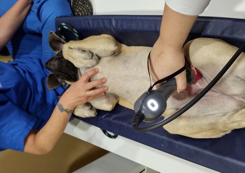 Carousel Slide 3: Laser Therapy!
